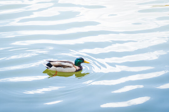 Birds and animals in wildlife concept. Male mallard duck swimming on the pond. Amazing wild duck swims in lake or river