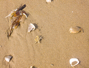 Beautiful beach sand, surrounded by various shells, a feather, small fish, a small crab. Camaná Arequipa Beach, Peru.