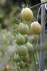 tomatoes on the vine