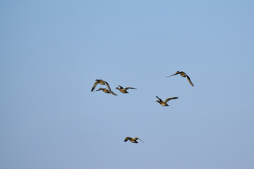 Flying flock ducks blue sky background.