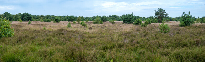 Fototapeta na wymiar Heath panorama landscape in Bladel (Nl)