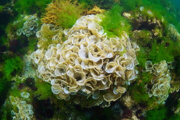 Algae Padina pavonica underwater in the Atlantic ocean, Spain, Galicia