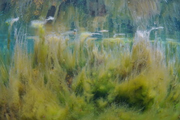 Filamentous algae underwater, algal bloom in the ocean in shallow water, Eastern Atlantic, Spain