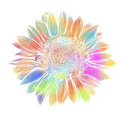 Colored sunflower flower object. Vector illustration