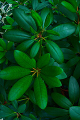 Rhododendron leaves bush close up as floral natural botanical tropical exotic dark green palm jungle foliage summer pattern backdrop background wallpaper