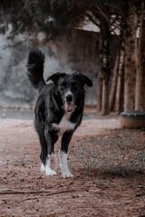 black dog running