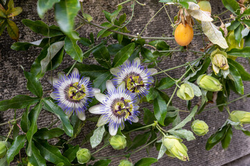 Close Up of a flowering Passiflora Caerulea. Passion flowers or passion vines, blue passionflower or bluecrown passionflower.