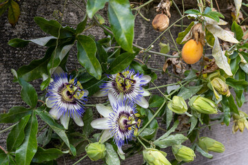 Close Up of a flowering Passiflora Caerulea. Passion flowers or passion vines, blue passionflower...
