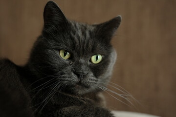 British shorthair cat head closeup with green eyes on brown background