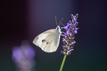 Closeup or macro of a butterfly on lavender