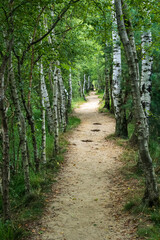 Zigzag hiking trail between the trees (Bladel Nl)