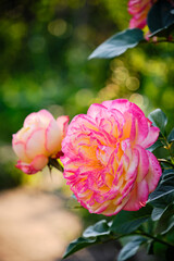 Pink roses growing summer cottage warm summer day.