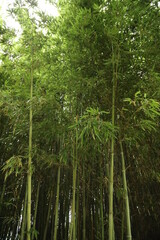 Naklejka premium bamboo forest
