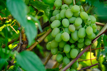 Bunch ripe green grapes, food and fruit.