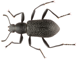 Upis ceramboides is a species of beetle in the family Tenebrionidae. Dorsal view of isolated darkling beetle on white background.