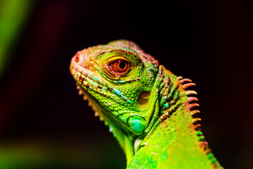 macro portrait of a green lizard in langkawi malaysia 