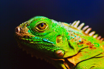 macro portrait of a green lizard in langkawi malaysia 