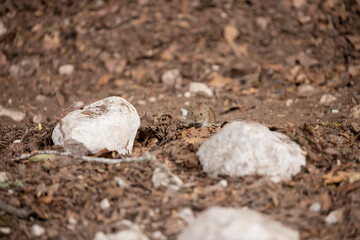 Bank vole in autumn forest