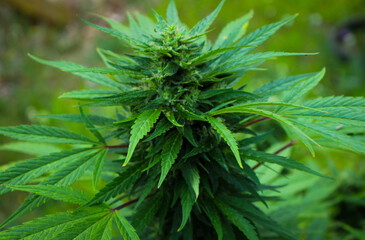 Flower top of a marijuana plant in late summer