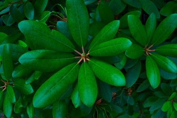 Rhododendron leaves bush close up as floral natural botanical tropical exotic dark palm jungle foliage summer pattern backdrop background wallpaper