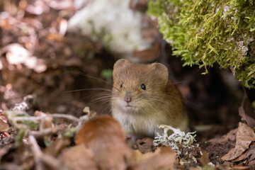 Bank vole in autumn forest