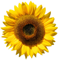 sunflower cropped