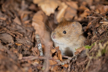 Bank vole in autumn forest