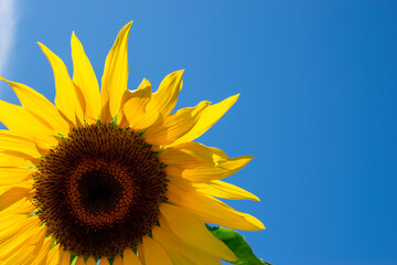Naklejka premium sunflower on blue background