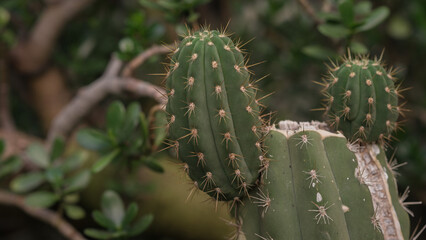 Cactus close-up in a green garden