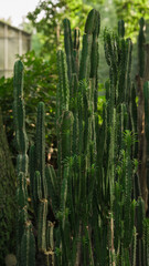 Cactus close-up in a green garden