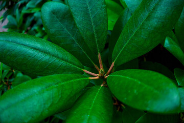 Rhododendron plant leaves bush close up as floral natural botanical tropical exotic dark palm jungle foliage summer pattern backdrop background wallpaper