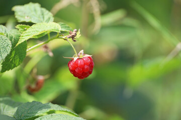 Ripe raspberry on a branch close up. Red raspberry growing on a bush on green blurred background