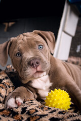 Seven week old pit bull puppy outdoors on a sunny day.