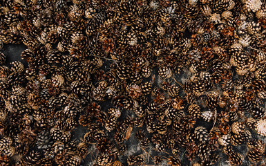 Background, texture of brown spruce cones close-up. Photo of nature, top view.