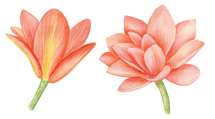 Obraz na płótnie Canvas Watercolor coral magnolia flowers isolated on white background. Botanical floral illustration.