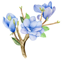 Watercolor blue magnolia branch isolated on white background. Botanical floral illustration.