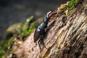 Male stag beetle Lucanus cervus sitting on a tree stump in the forest