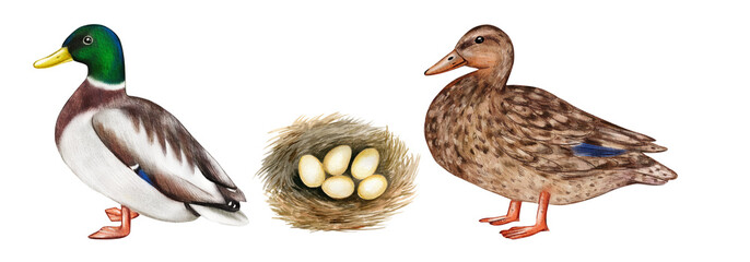 Watercolor nesting birds. Ducks male and female, nest with eggs isolated on white background. Hand drawn illustration.