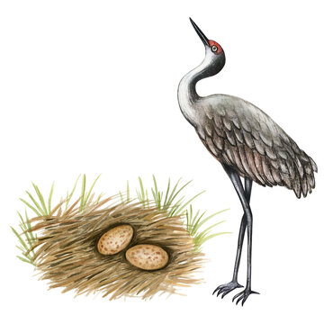 Watercolor nesting birds. Crane bird and nest with eggs isolated on white background. Hand drawn illustration.