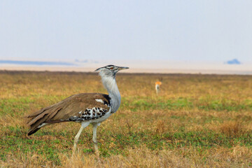 Kori bustard (Ardeotis kori) walking in dry savannah in Serengeti National Park, Tanzania