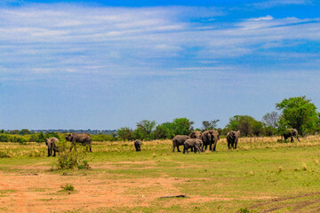 Fototapeta na wymiar Herd of african elephants in savanna in Serengeti National park in Tanzania