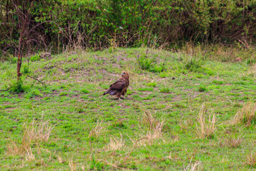Tawny eagle (Aquila rapax) walking on meadow in Serengeti national park, Tanzania