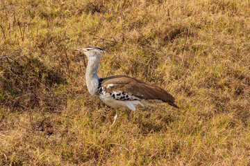 Kori bustard (Ardeotis kori) walking in dry savannah in Serengeti National Park, Tanzania