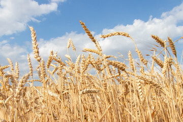 Close up of wheat ears. Field of wheat in a summer day. Harvesting period