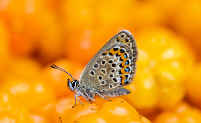 Close-up portrait of the blue wing butterfly feeding on the cloudberries