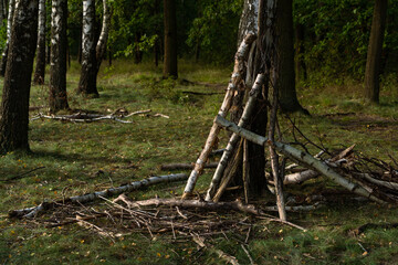 Fototapeta na wymiar dry birch branches stacked near the trunk of a tree in the shape of a house or cone in the middle of a forest with green grass in summer