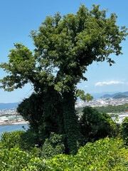 Fototapeta na wymiar 青空と雑賀崎の大木