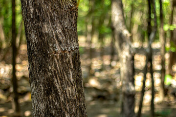 Obraz premium Pohon Jati or Tectona grandis L.f. is a kind of tree that produces high quality wood. Large tree, straight trunk, can grow to a height of 50-70 m. Teak tree texture