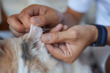 Cute grayish cat's owner cleaning its ears with a cotton pad.