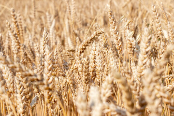 Fototapeta premium Wheat field. Ears of golden wheat close up. Background of ripening ears of meadow wheat field. Rich harvest Concept
